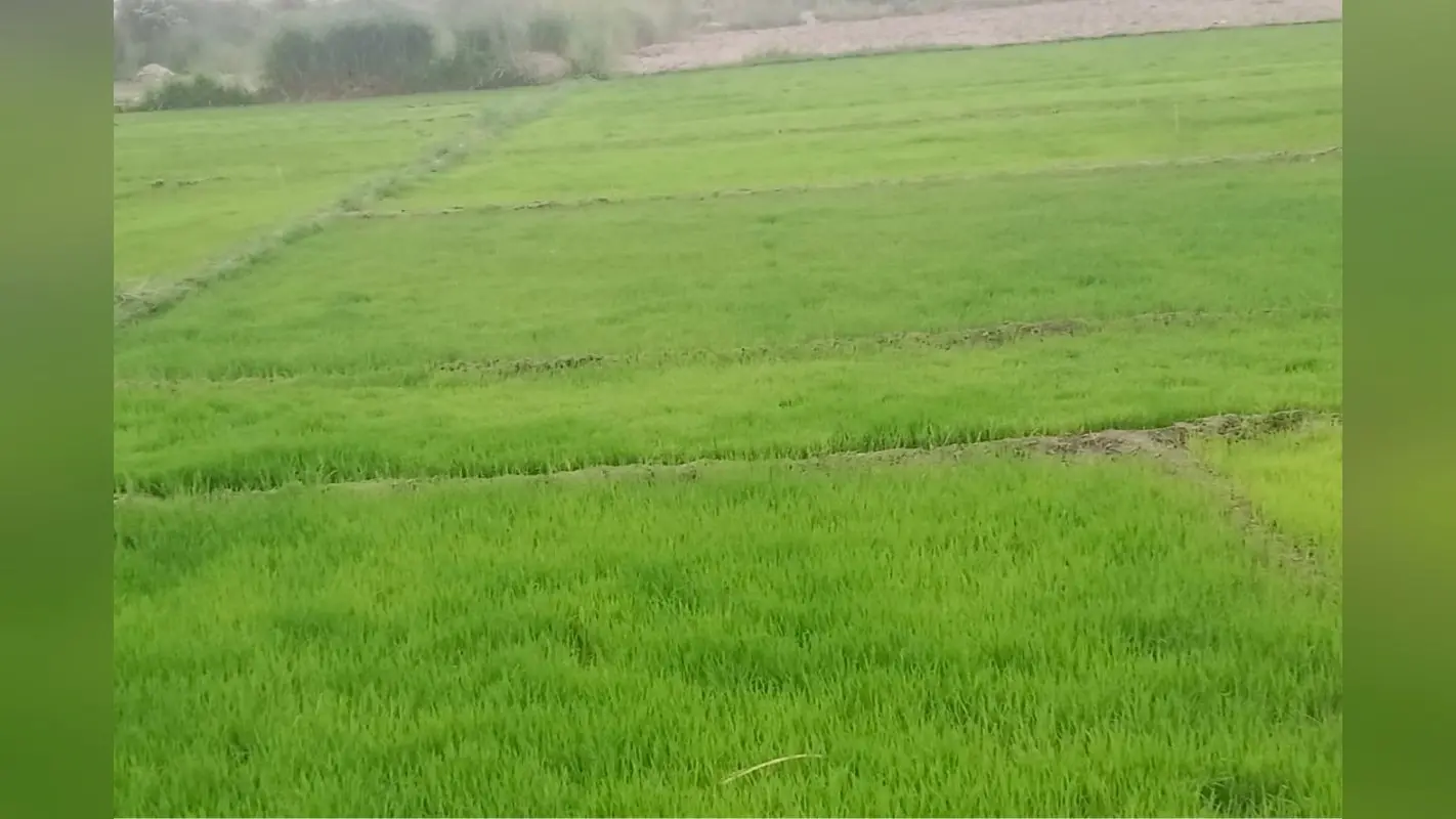 सीवान में नहरों में आया पानी, धान की रोपनी की तैयारी शुरू, सूखने से बचे बिचड़े