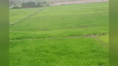 सीवान में नहरों में आया पानी, धान की रोपनी की तैयारी शुरू, सूखने से बचे बिचड़े