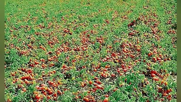 आज का मौसम : आज बारिश के आसार, उमस से मिलेगी राहत