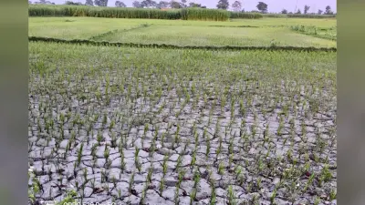 1 किलो चावल के लिए चाहिए 3000 लीटर पानी, भरगामा में सुस्त मानसून से सूखने लगी धान की फसल