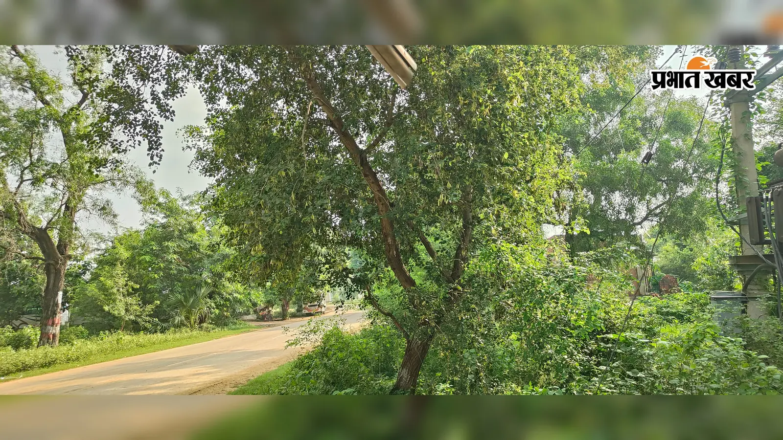 फोटो कैप्शन: चेनारी–कुदरा स्टेट हाईवे के किनारे उगी घनी झाड़ियां, जिससे वाहन चालकों को हो रही परेशानी. | Prabhat Khabar Network फोटो कैप्शन: चेनारी–कुदरा स्टेट हाईवे के किनारे उगी घनी झाड़ियां, जिससे वाहन चालकों को हो रही परेशानी. | Prabhat Khabar Network