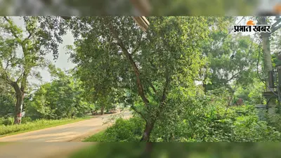 चेनारी–कुदरा स्टेट हाईवे पर सड़क किनारे उगी झाड़ियां बनीं हादसों का कारण, हर पल दुर्घटना का बना रहता है खतरा