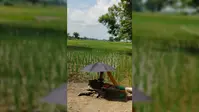 मानसून की बेरुखी से सीतामढ़ी में सुखाड़ जैसे हालात, धान की फसल बचाने की जद्दोजहद शुरू