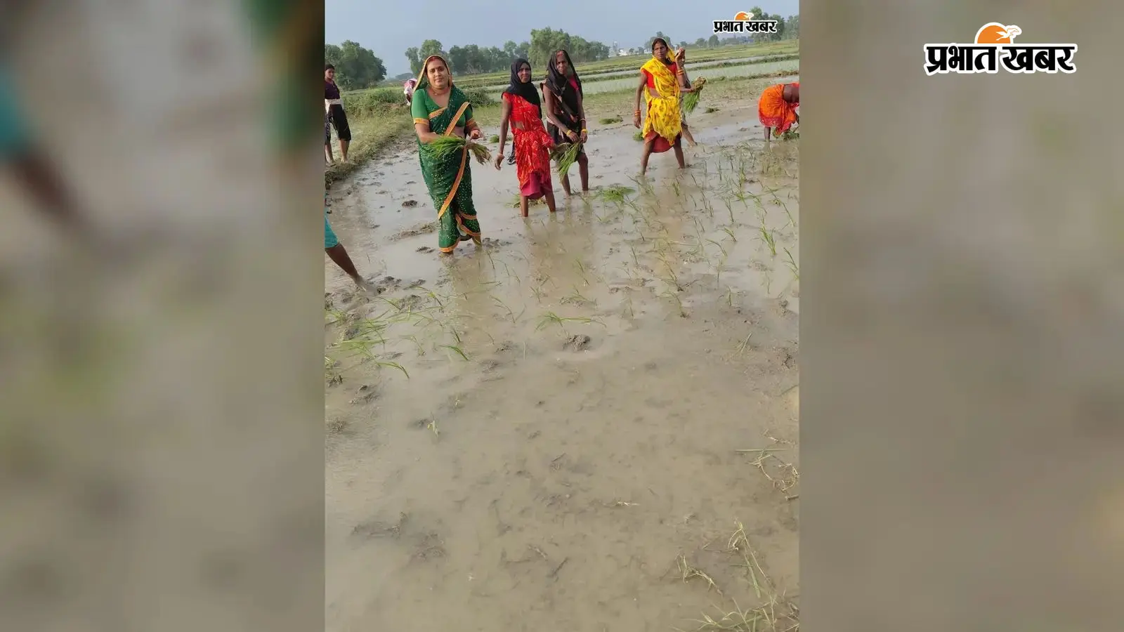 ऊब पैक्स अध्यक्ष आशा देवी ने महिला मजदूरों के साथ मिलकर की धान की रोपनी ऊब पैक्स अध्यक्ष आशा देवी ने महिला मजदूरों के साथ मिलकर की धान की रोपनी