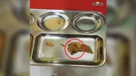 भोजन में कॉकरोच मिलने पर रेलवे स्टेशन के भोजनालय पर 25 हजार रुपये का जुर्माना, दोबारा शिकायत पर लाइसेंस रद्द करने की चेतावनी