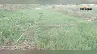 सावन में बारिश की बेरुखी से धान पर संकट, सूखने लगे खेत, बाराहाट के किसान राहत व बारिश का कर रहे इंतजार