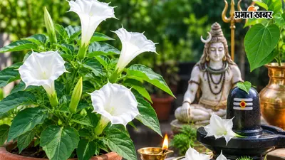 भगवान शिव की पूजा के लिए घर में उगाएं धतूरा, जानें मिट्टी से लेकर देखभाल तक सबकुछ