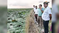 सारण में शुरू होगी बड़े पैमाने पर मखाना की खेती, जलालपुर से 25 एकड़ में हुई शुरुआत