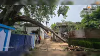 पीपल की विशाल टहनी गिरने से बिजली पोल, ट्रांसफार्मर और मकान क्षतिग्रस्त, 24 घंटे से बिजली आपूर्ति ठप
