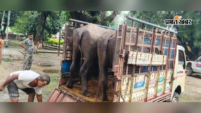 किशनगंज के पोठिया में पशु तस्करी पर पुलिस की कार्रवाई, मवेशी लदा पिकअप जब्त