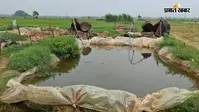 पटना: मनेर में शराब की तीन भट्ठियां ध्वस्त, 7 हजार लीटर से अधिक अर्धनिर्मित शराब नष्ट
