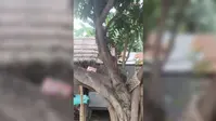 गोपालगंज में पेड़ की टहनियों पर छिपाकर बेच रहा था शराब, विजयीपुर पुलिस ने युवक को किया गिरफ्तार