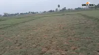जहानाबाद में भूगर्भीय जलस्तर गिरने से सिंचाई संकट, बारिश न होने से धान की रोपनी अटकी