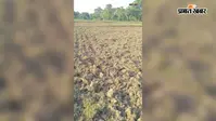 नवादा में बारिश की कमी से धान रोपनी प्रभावित, किसानों की बढ़ी चिंता
