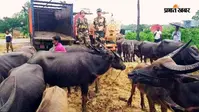 आसनसोल दुर्गापुर में मवेशी तस्करी के खिलाफ एक्शन में पुलिस, 10 दिन में 15 गिरफ्तार ,72 गाय-भैंस व बछड़े बरामद