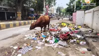 नगर निगम के हड़ताल से बिहारशरीफ में हालात बेकाबू, 4 दिन में 1000 टन कचरा जमा; पांचवें दिन शहर बेहाल