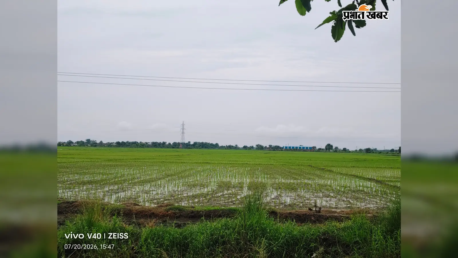 बारिश के बाद धान के खेतों में लौटी रौनक | Prabhat Khabar Network बारिश के बाद धान के खेतों में लौटी रौनक | Prabhat Khabar Network