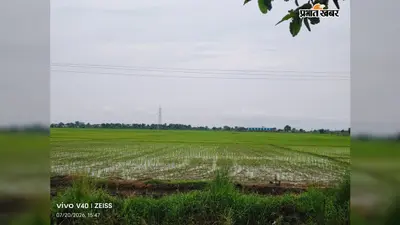 रोहतास: कोचस में बारिश से किसानों को मिली राहत, धान की फसल में लौटी नई जान; बेहतर उत्पादन की बढ़ी उम्मीद