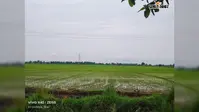 रोहतास: कोचस में बारिश से किसानों को मिली राहत, धान की फसल में लौटी नई जान; बेहतर उत्पादन की बढ़ी उम्मीद