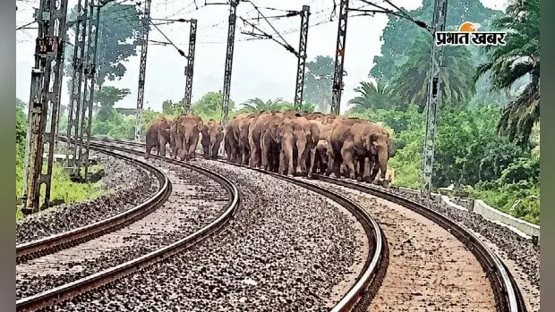 रेलवे ट्रैक पर चलते हाथी रेलवे ट्रैक पर चलते हाथी