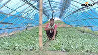 गोभी की नर्सरी में खरपतवार नाशक डालने का आरोप, किसान की महीनों की मेहनत बर्बाद, लाखों के नुकसान की आशंका