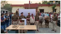 मैनाटांड़ में मवेशी चोरी का खुलासा, आरोपी गिरफ्तार, दो मवेशी बरामद