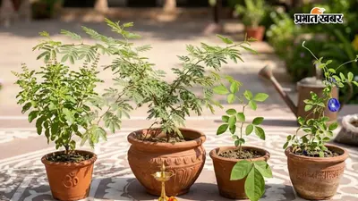 भोलेनाथ को प्रिय हैं ये पौधे, घर में लगाकर बढ़ाएं हरियाली और पॉजिटिविटी