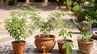 भोलेनाथ को प्रिय हैं ये पौधे, घर में लगाकर बढ़ाएं हरियाली और पॉजिटिविटी