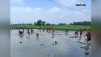 शेखपुरा में बारिश के बाद धान रोपनी ने पकड़ी रफ्तार, 43% खेतों में पहुंचा पानी; घाटकोसुम्भा सबसे आगे