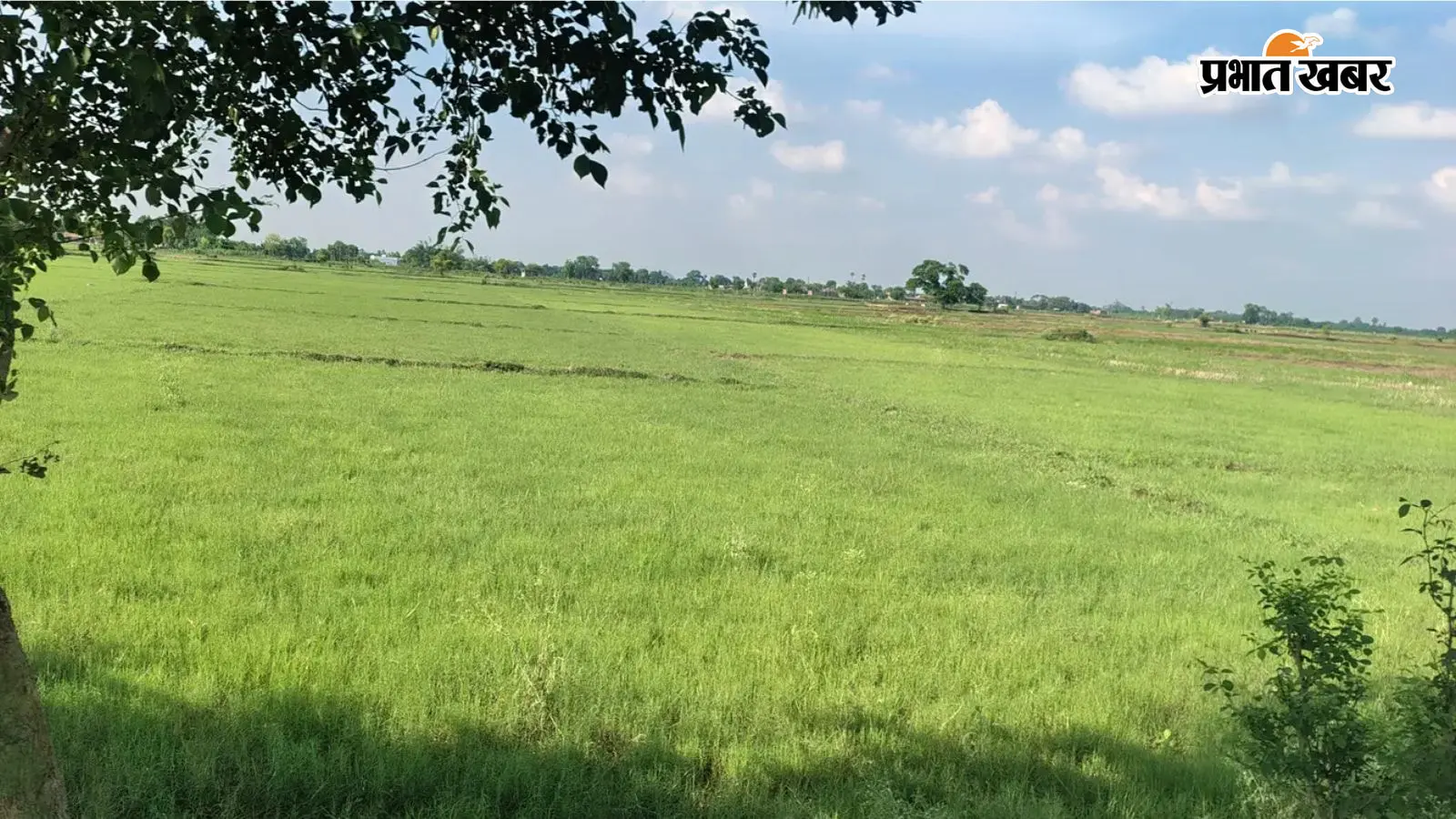 औरंगाबाद में बारिश की कमी से धान की खेती पर संकट, 45 दिन पुरानी हो चुकी नर्सरी से बढ़ी किसानों की चिंता