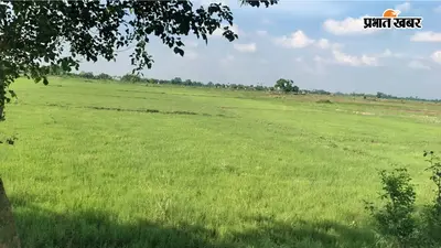 औरंगाबाद में बारिश की कमी से धान की खेती पर संकट, 45 दिन पुरानी हो चुकी नर्सरी से बढ़ी किसानों की चिंता