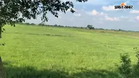 औरंगाबाद में बारिश की कमी से धान की खेती पर संकट, 45 दिन पुरानी हो चुकी नर्सरी से बढ़ी किसानों की चिंता