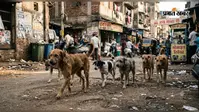 शहर में आवारा कुत्तों के बंध्याकरण का रास्ता साफ, जयपुर की एजेंसी को मिला दो साल का जिम्मा