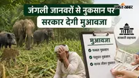 हाजीपुर : जंगली जानवरों से हुआ नुकसान? घबराएं नहीं, सरकार देगी 10 लाख रुपये तक का मुआवजा