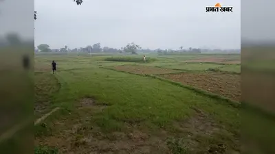 औरंगाबाद में बारिश नहीं होने से किसानों की बढ़ी चिंता, 50 गांवों में धान रोपनी प्रभावित; सुखाड़ की आशंका