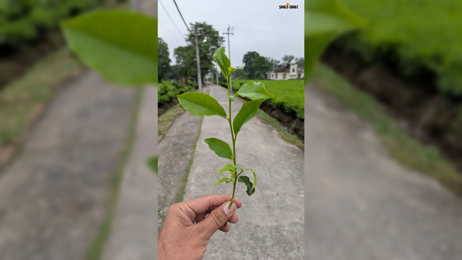 बटलिफ फैक्ट्रियों में खरीद शुरू पर चाय बागानों में 'जख्म' बाकी; समय पर तुड़ाई न होने से फसल की गुणवत्ता प्रभावित