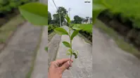 बटलिफ फैक्ट्रियों में खरीद शुरू पर चाय बागानों में 'जख्म' बाकी; समय पर तुड़ाई न होने से फसल की गुणवत्ता प्रभावित