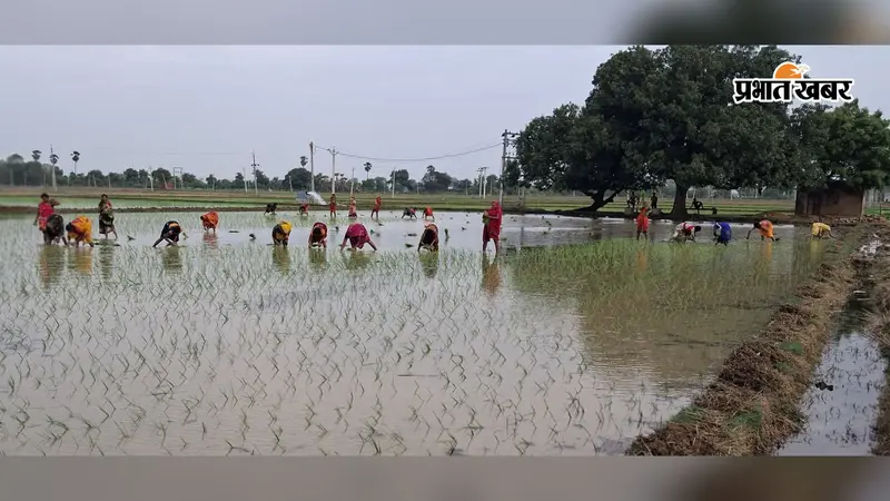 बक्सर में 48 घंटे में 18 MM बारिश का अनुमान, किसानों के लिए खुशखबरी, धान-मक्का की फसलों को मिलेगा लाभ