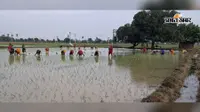 बक्सर में 48 घंटे में 18 MM बारिश का अनुमान, किसानों के लिए खुशखबरी, धान-मक्का की फसलों को मिलेगा लाभ