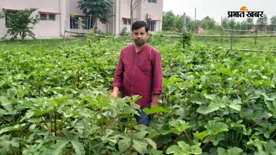 कम लागत में अधिक आय देने वाली नकदी फसल है भिंडी, बारिश में ऐसे करें रोगों से बचाव