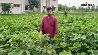 कम लागत में अधिक आय देने वाली नकदी फसल है भिंडी, बारिश में ऐसे करें रोगों से बचाव