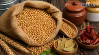 बारिश में गेहूं जल्दी हो जाता है खराब? ये 9 घरेलू उपाय आएंगे काम