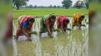 सुबह घर, फिर खेत में मेहनत, सीवान की महिलाएं ऐसे बढ़ा रही हैं परिवार की आमदनी