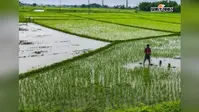 बारिश बनी किसानों के लिए वरदान, अब नहीं चलानी पड़ेगी बोरिंग
