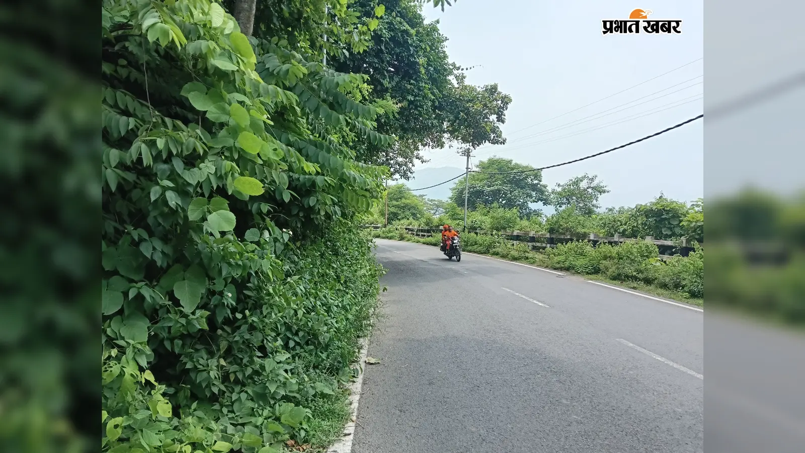 सड़क किनारे उगी झाड़ियों से बढ़ा हादसे का खतरा, चकलता-रघुनाथपुर मार्ग पर लोगों में चिंता