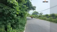 सड़क किनारे उगी झाड़ियों से बढ़ा हादसे का खतरा, चकलता-रघुनाथपुर मार्ग पर लोगों में चिंता
