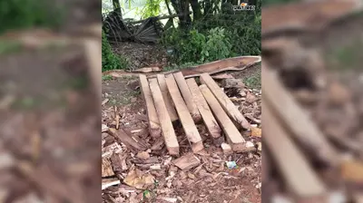 लकड़ी तस्करों के ठिकाने पर वन विभाग का छापा, अवैध शीशम की लकड़ी बरामद