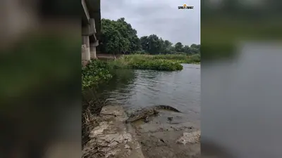 मीरगंज की दाहा नदी में मगरमच्छ दिखने से दहशत, ग्रामीणों ने वन विभाग से लगाई सुरक्षा की गुहार
