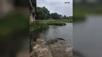 मीरगंज की दाहा नदी में मगरमच्छ दिखने से दहशत, ग्रामीणों ने वन विभाग से लगाई सुरक्षा की गुहार