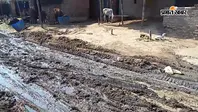 जमुई के गिद्धौर में हल्की बारिश ने खोली सड़क की पोल, कीचड़ और जलजमाव से कई गांवों का आवागमन प्रभावित
